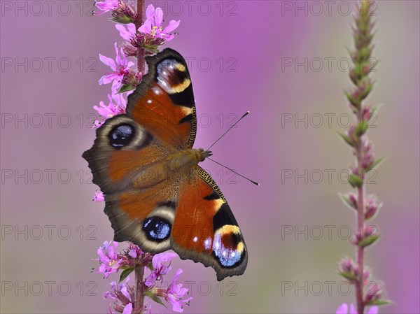 European peacock (Inachis io) on a blossom of Purple loosestrife (Lythrum salicaria)