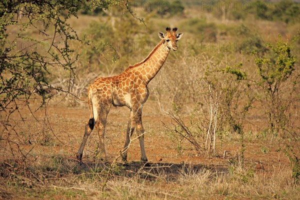 South African giraffe (Giraffa camelopardalis giraffa)