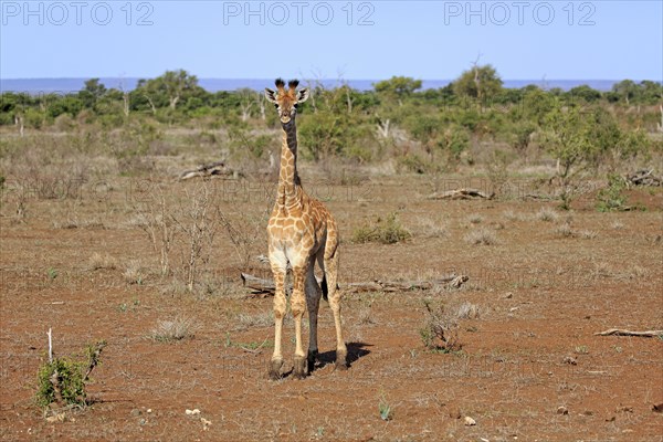 South African giraffe (Giraffa camelopardalis giraffa)