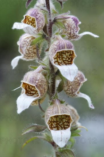 Woolly Foxglove (Digitalis lanata)