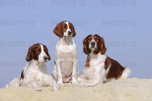 Irish Red and White Setter