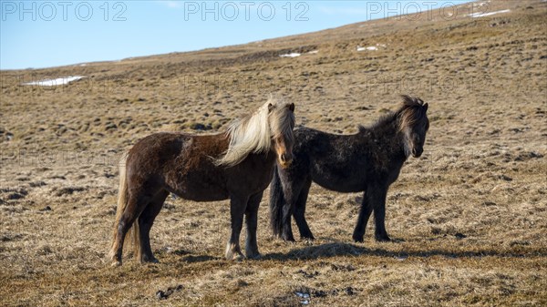 Icelandic horses (Equus przewalskii f. caballus)