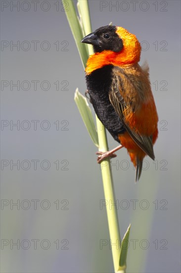 Southern Red Bishop (Euplectes orix)