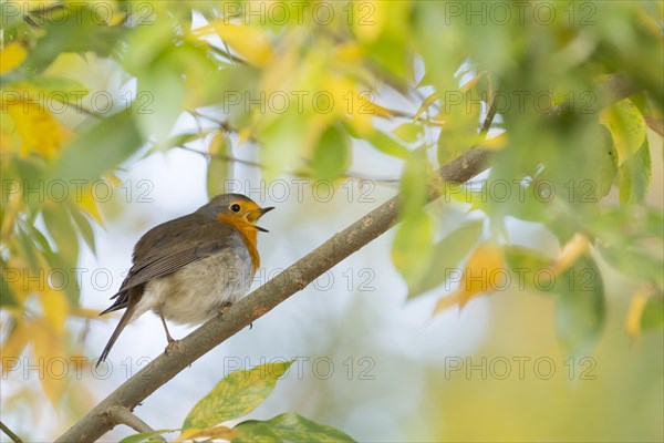 Singing European robin (Erithacus rubecula) on branch