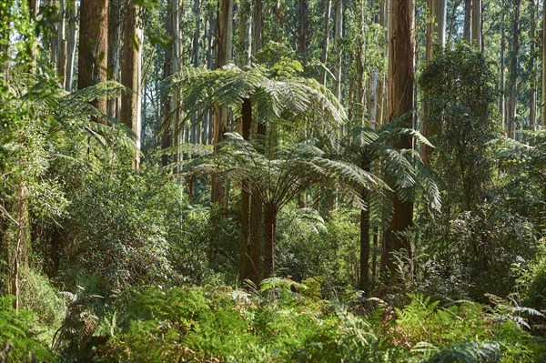 Rainforest with Tree ferns (Cyatheales) and Eucalyptus regnans trees (Eucalyptus regnans)