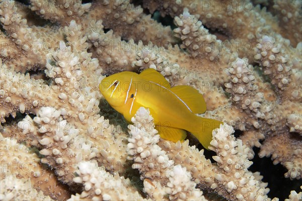 Poison Goby (Gobiodon citrinus)