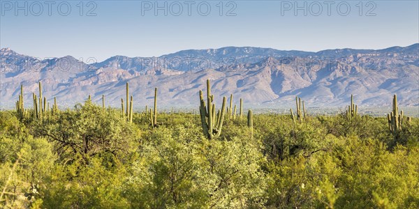 Landscape with Saguaro (Carnegiea gigantea)