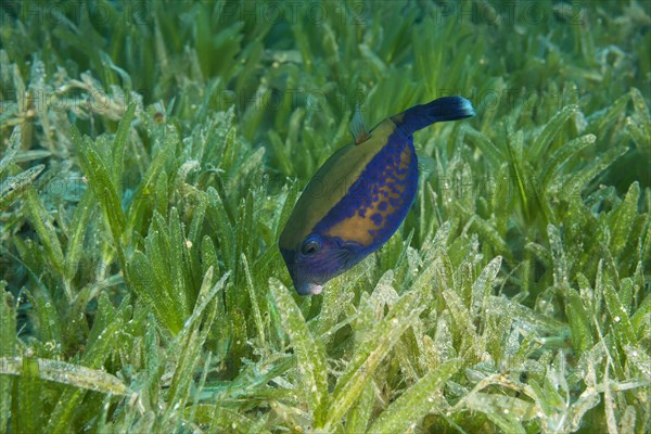 Baby Bluetail Trunkfish (Ostracion cyanurus) swims in the green sea grass