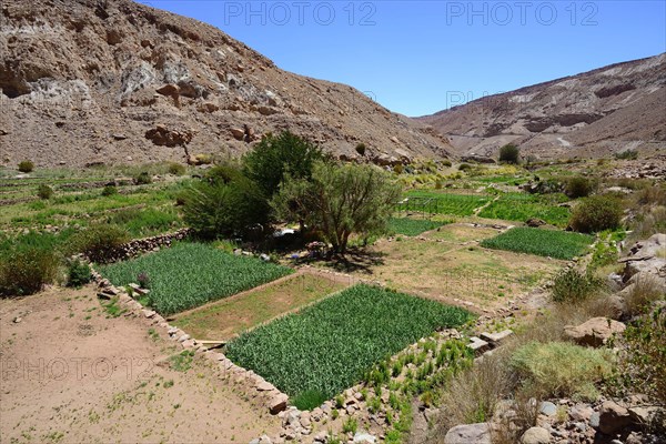 Green fields on the river Rio Grande