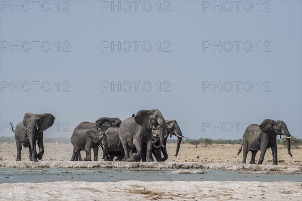 African elephants (Loxodonta africana)