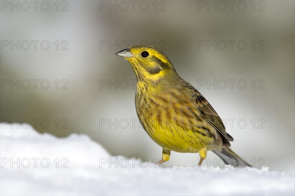 Yellowhammer (Emberiza citrinella)