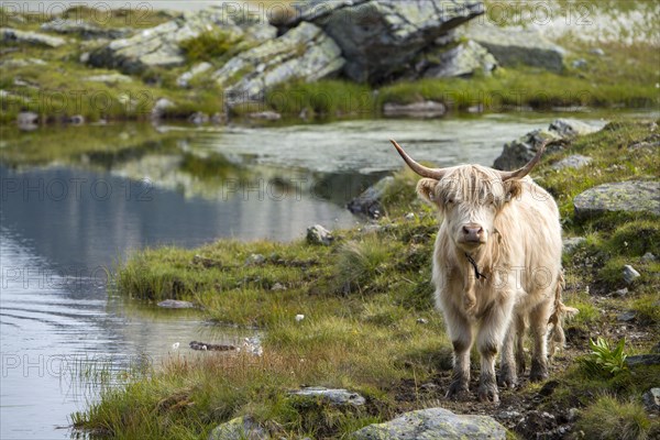 Scottish Highland cattle on the alpine pasture