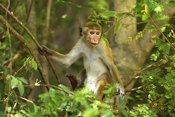 Toque macaque (Macaca sinica)