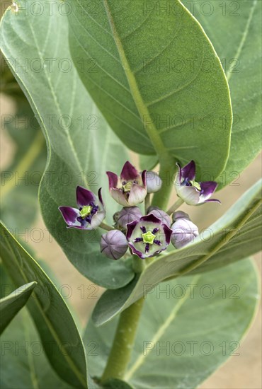 Osher (Calotropis procera)