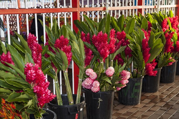 Red ginger (Alpinia purpurata)