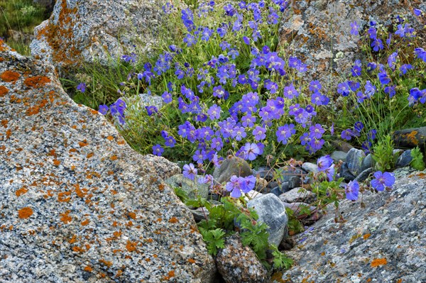 Meadow cranesbill (Geranium pratense) growing between rocks covered with lichen