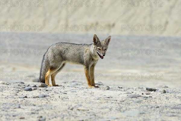 South American gray fox (Lycalopex griseus)