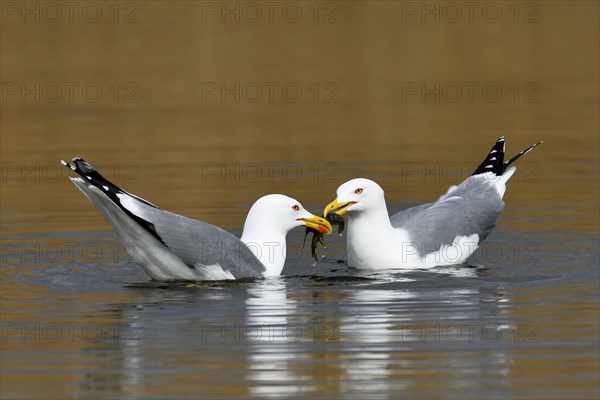 Two Yellow-legged gull (Larus michahellis)