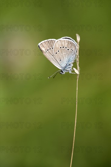 Mazarine Blue (Polyommatus semiargus) on blade