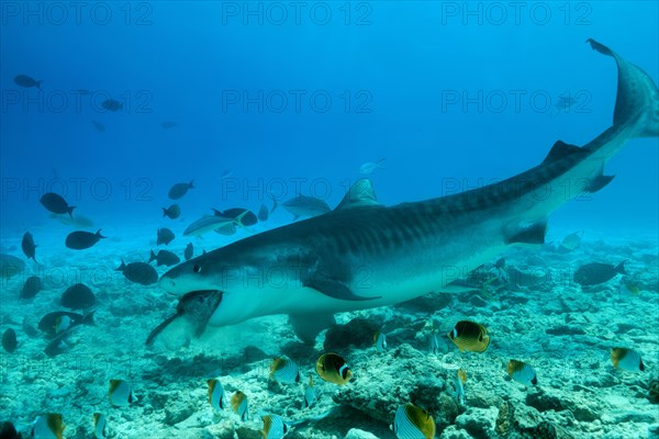 Tiger Shark (Galeocerdo cuvier) eating tuna