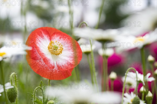 Corn poppy (Papaver rhoeas)