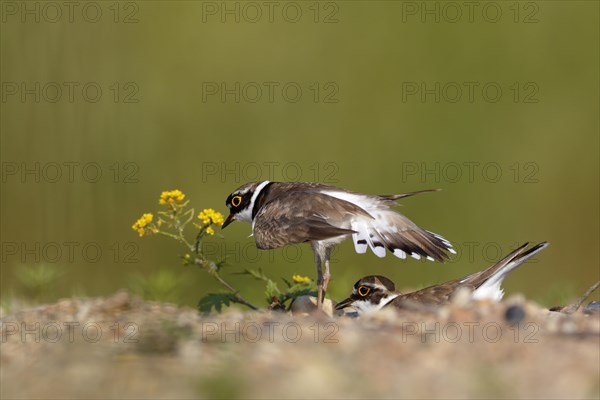 Little ringed plover (Charadrius dubius)