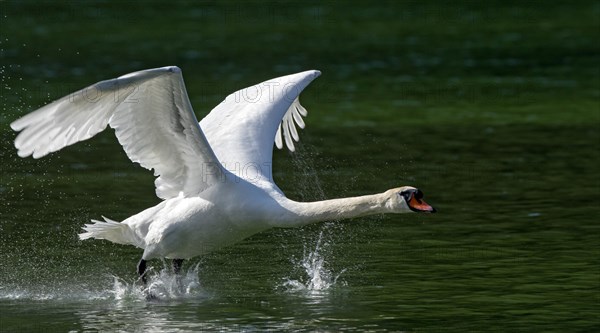 Mute swan (Cygnus olor)