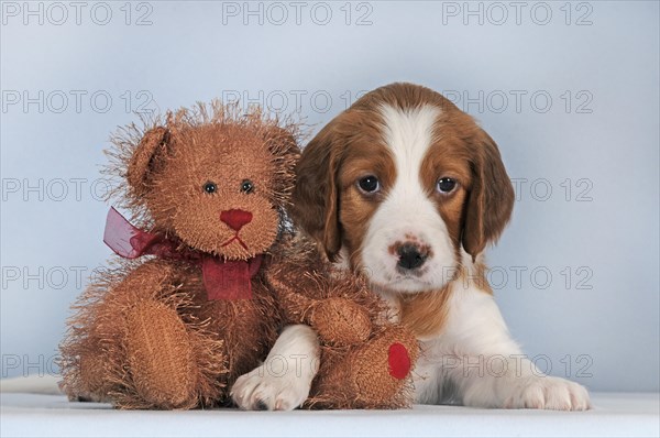 Irish Red and White Setter