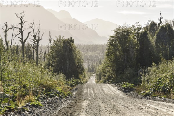 Corrugated iron track of the Carretera Austral in the temperate rainforest