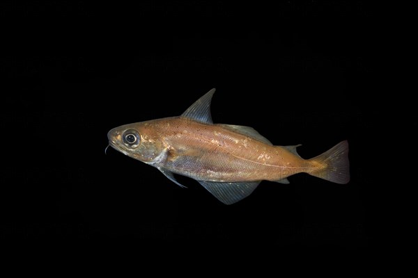 Norway pout (Trisopterus esmarkii) in the night