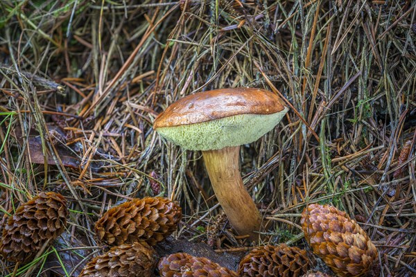 Bay bolete (Imleria badia)