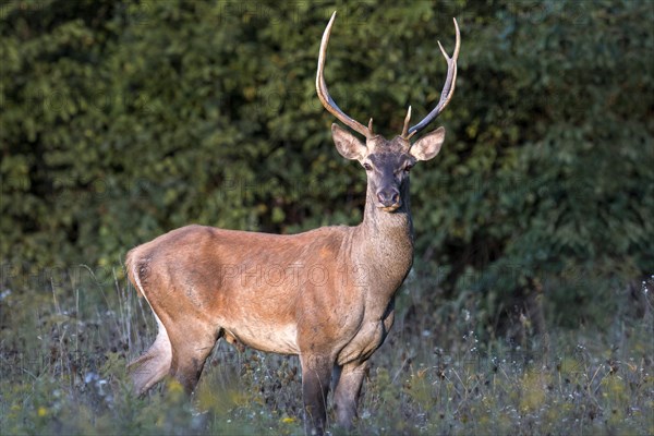 Red deer (Cervus elaphus)