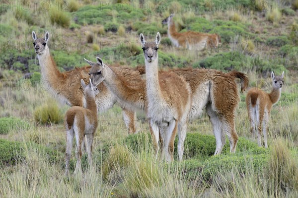 Flock of Guanacos (Lama guanicoe) with young animals