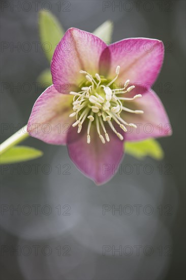 Rosy lenten roses (Helleborus orientalis)