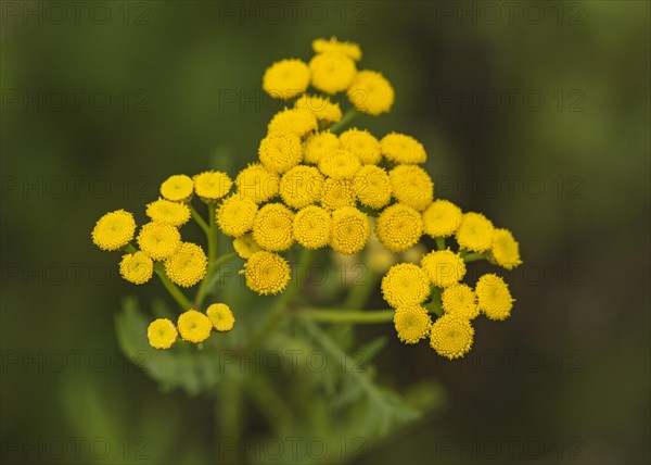 Tansy (Tanacetum vulgare)