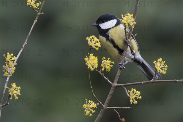 Great tit (Parus major) sits on twig of a Cornelian cherry (Cornus mas)