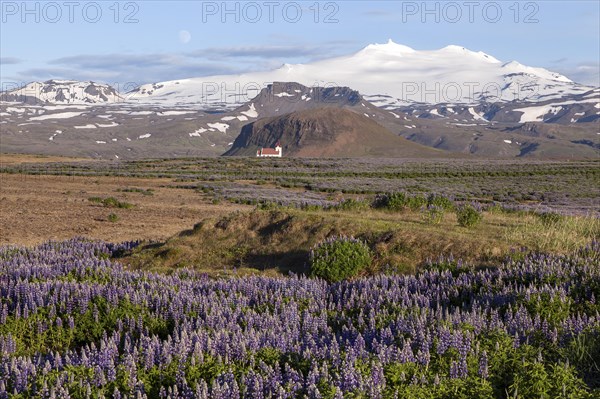 Landscape with blue Nootka lupins (Lupinus nootkatensis)