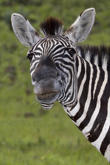 Plains Zebra (Equus quagga)