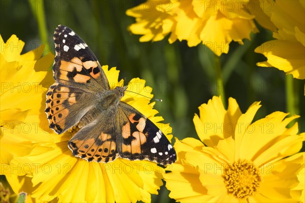 Painted lady (Vanessa cardui) on Tickseed (Coreopsis)