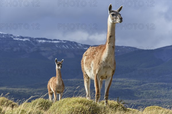 Guanacos (Lama guanicoe) on a ridge