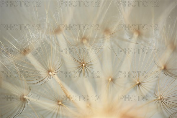 Meadow salsify (Tragopogon pratensis)