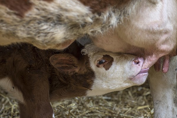 Little calf drinks at udder of suckler cow