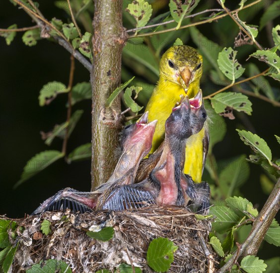 American goldfinch (Spinus tristis)