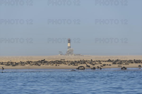 South African Fur Seal (Arctocephalus pusillus)