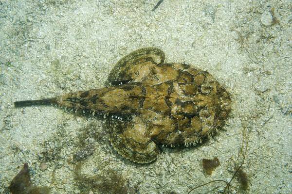 Angler fish (Lophius piscatorius) lies on the sand