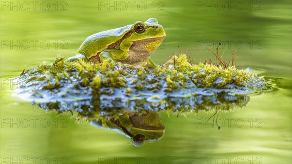 European tree frog (Hyla arborea)