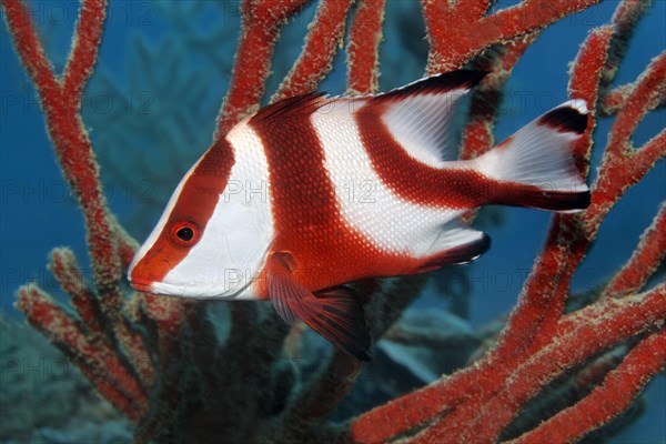 Emperor red snapper (Lutjanus sebae)