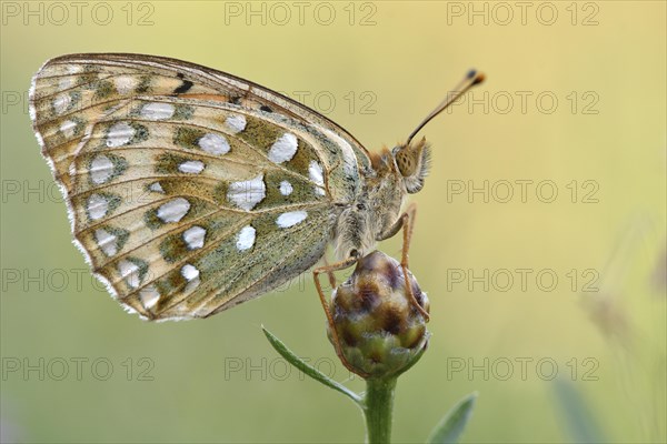 Dark Green Fritillary (Argynnis aglaja) sitting on a blossom