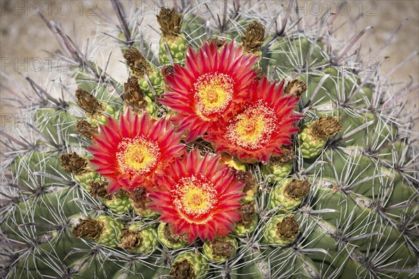 Red flowering Fishhook Barrel Cactus (Ferocactus wislizeni)