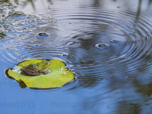 Green frog (Rana esculenta) sits on a water lily leaf in the pond